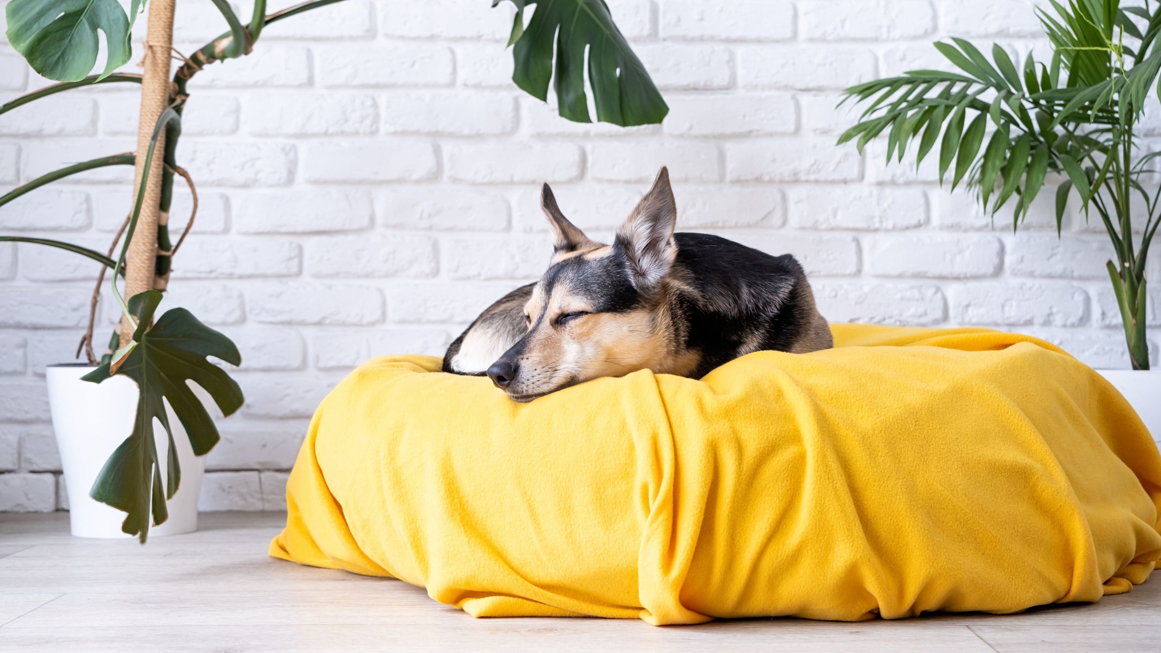 Bedding & Comfort (Pets)