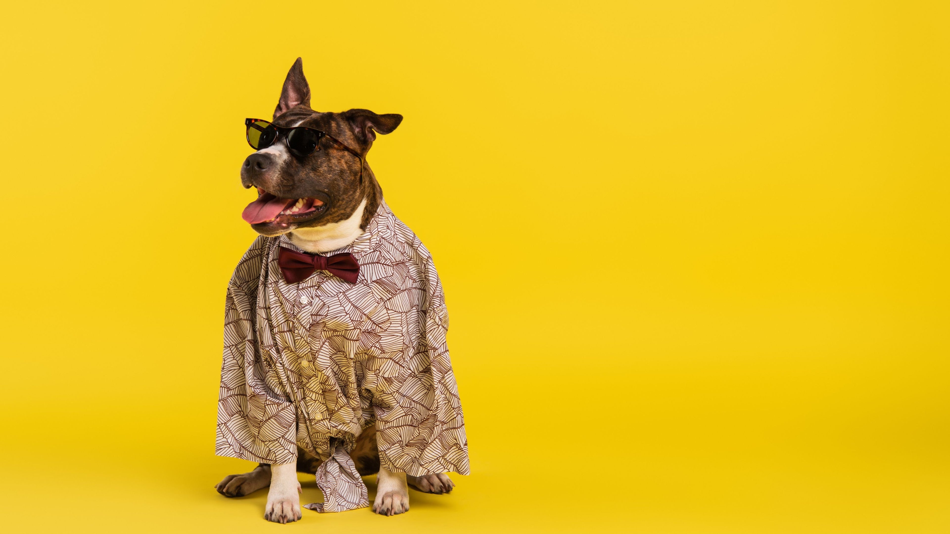 Apparel & Collars (Pets)