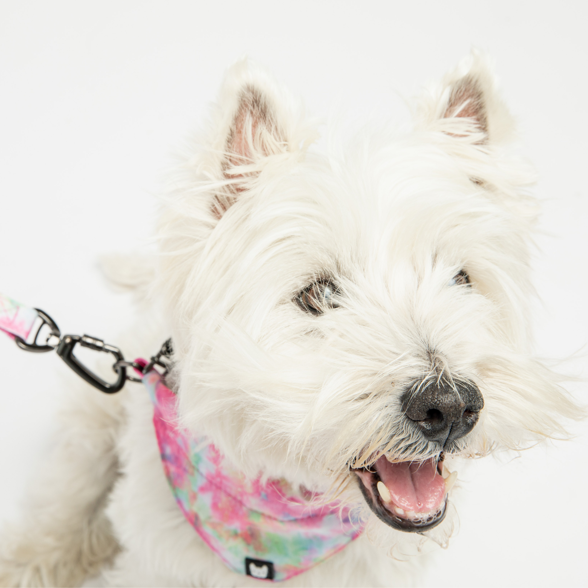 Pink Tie-Dye, Pets Bandana Collar
