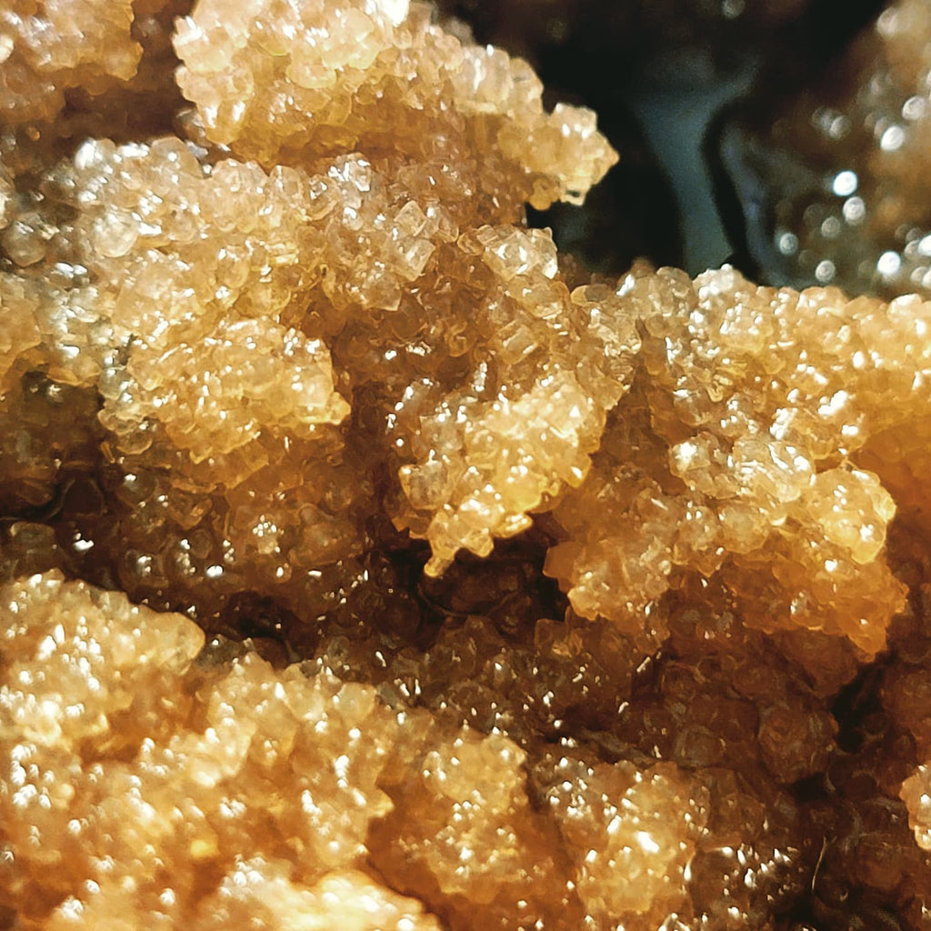 Pumpkin Blueberry Body Exfoliant